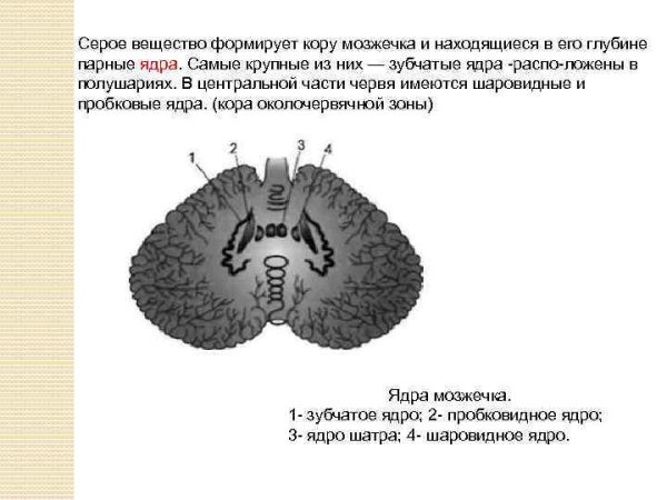 Горизонтальный срез мозга базальные ядра