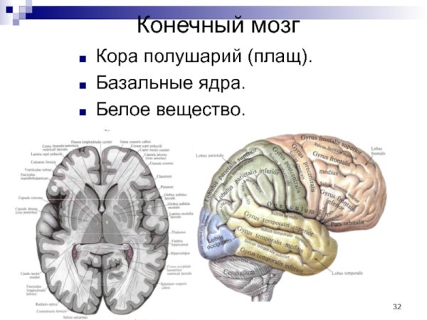 Поперечный срез головного мозга анатомия