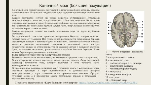 Базальные подкорковые ядра головного мозга