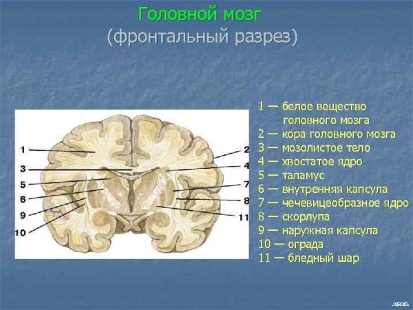Базальные ядра полушарий головного мозга