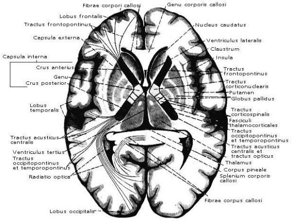Базальные ядра конечного мозга функции