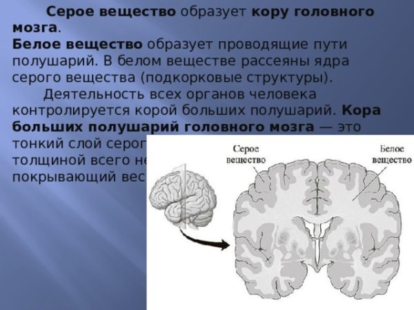 Поперечный срез головного мозга анатомия