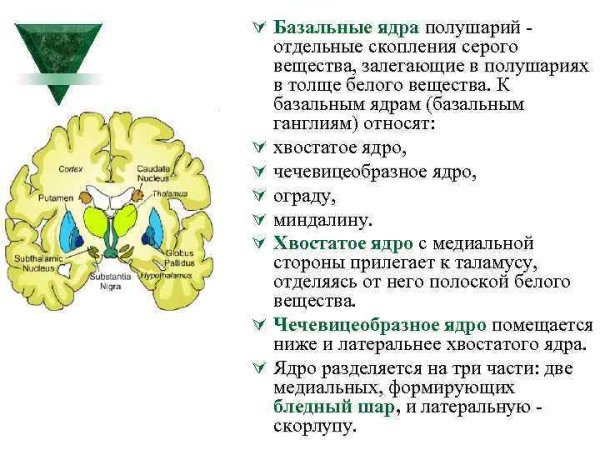 Внутренняя капсула неврология строение