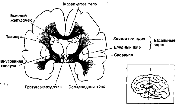 Серое и белое вещество полушарий
