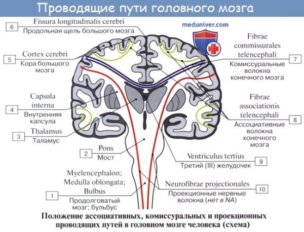 Базальные ядра конечного мозга анатомия