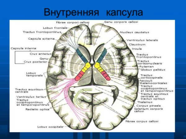 Базальные ганглии нейромедиаторы