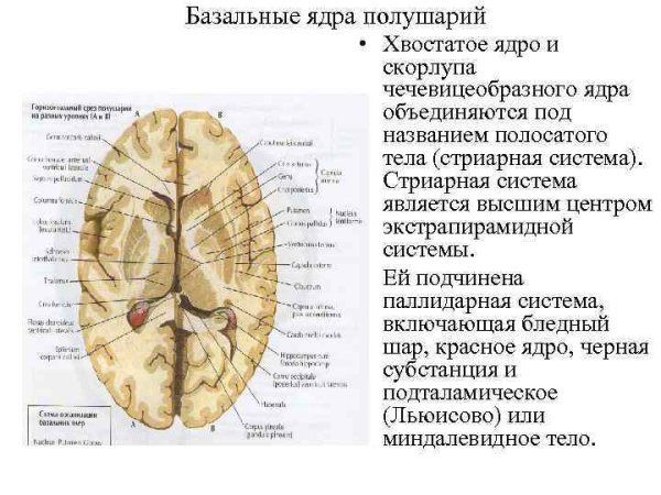 Бледный шар чечевицеобразного ядра