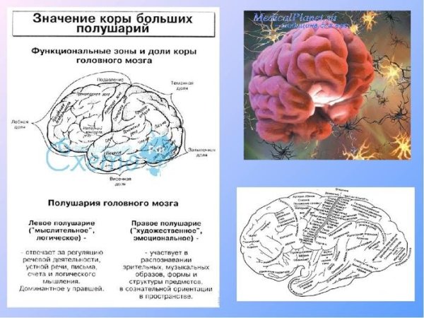 Центры анализаторов в коре головного мозга
