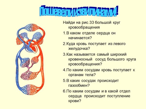 Схема строения кровеносной системы человека биология 8 класс