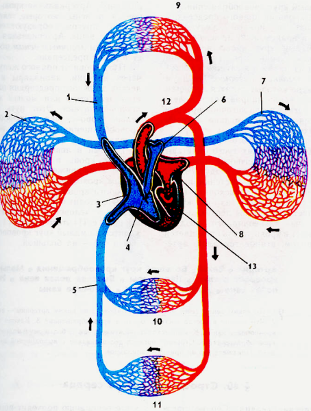 Круг кровообращения человека схема последовательного