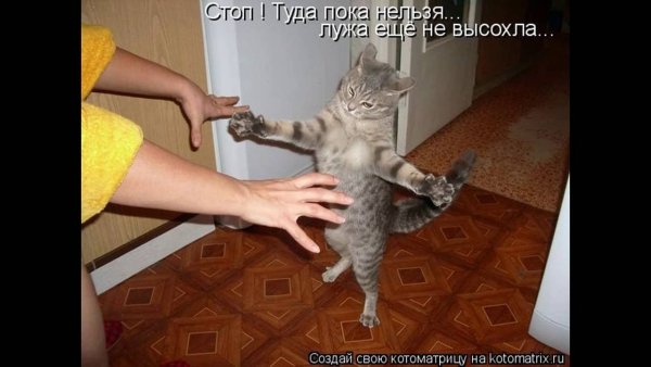 Смешные котики с надписями до слёз