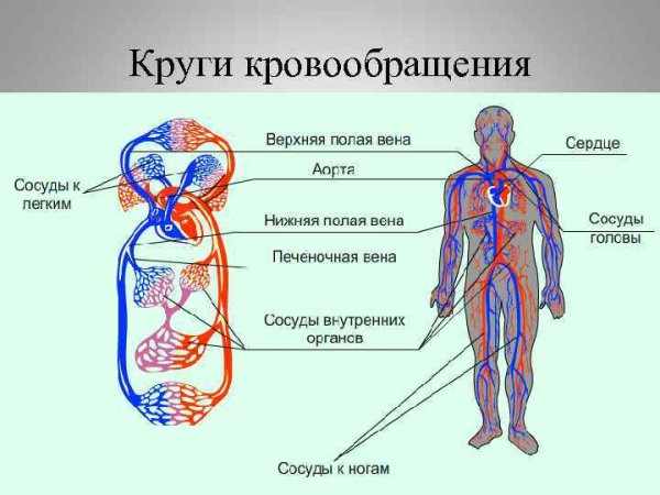 Схема кругов кровообращения 8 класс биология