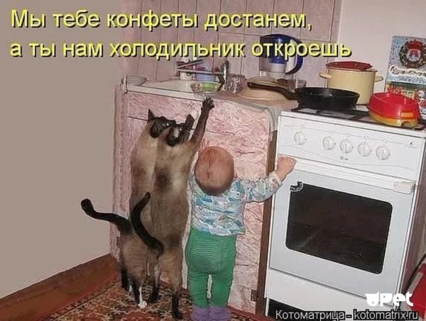 Забавные картинки с надписями