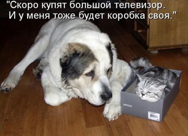 Прикольные картинки приколы