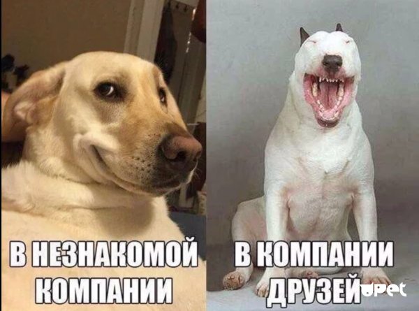 Смешные коты с надписим