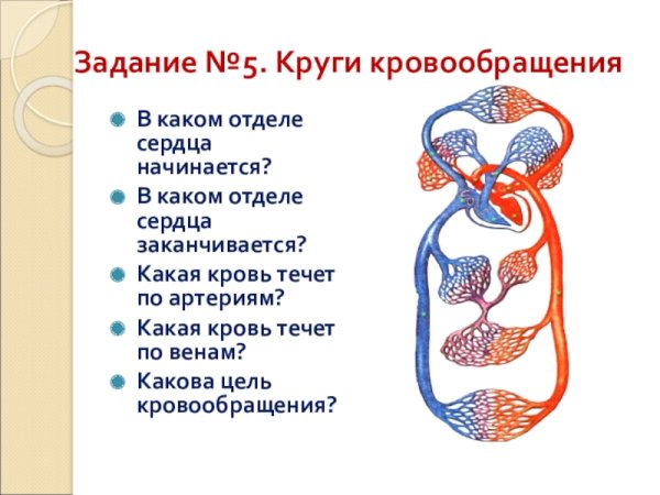 Сердце круги кровообращения схема