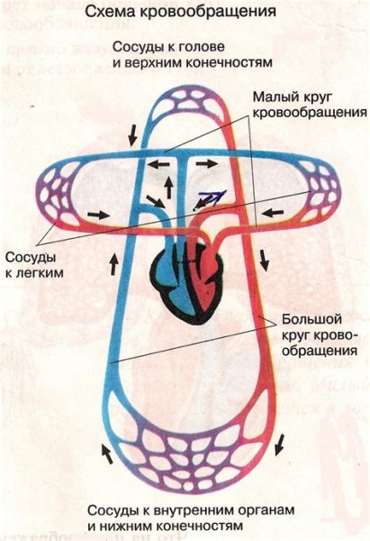 Схема системы кровообращения человека кратко