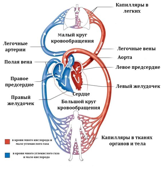 Кровеносная система человека схема анатомия