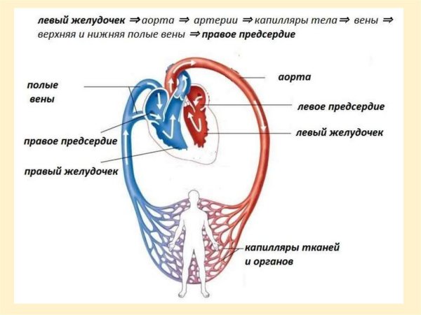 Схема малого круга кровообращения у человека