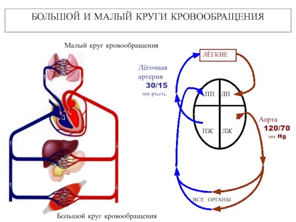 Большой и малый круг кровообращения схема