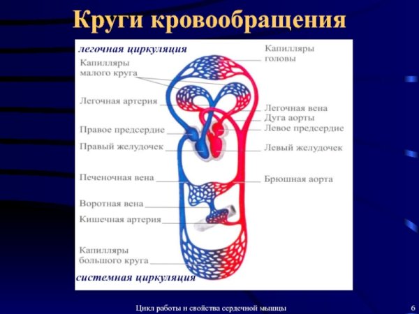 Круги кровообращения схема простая