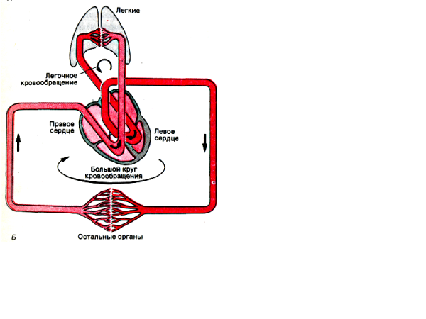 Круги кровообращения млекопитающих схема
