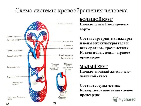 Большой и малый круг кровообращения 8 класс биология