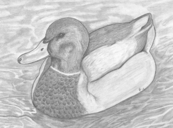 Рисование утки