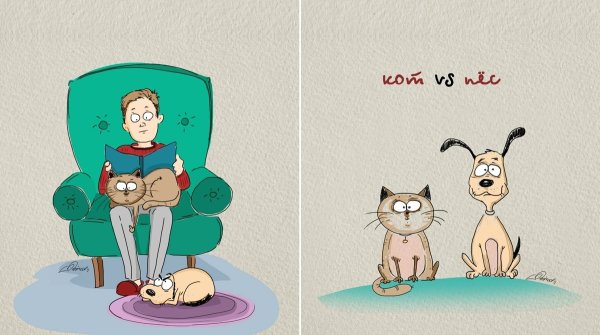 Отличие между собакой и котом