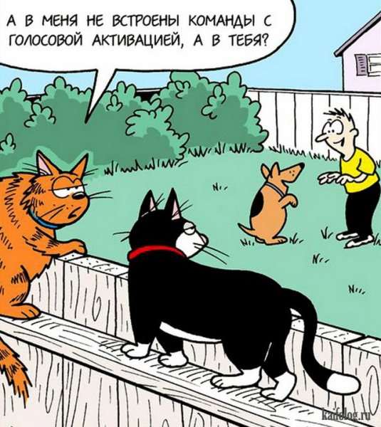 Коты карикатуры