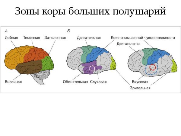 Корковые зоны больших полушарий головного мозга