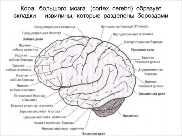 Лобная доля коры больших полушарий