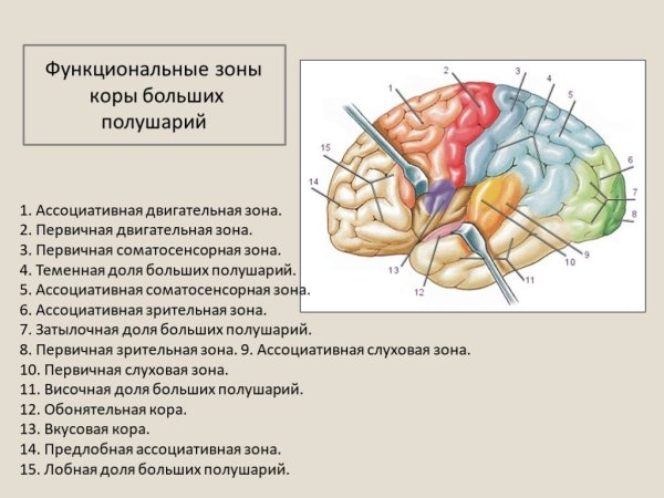 Строение полушарий головного мозга доли борозды извилины