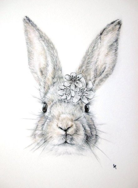 Морда кролика карандашом