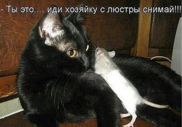 Прикольные коты с надписями