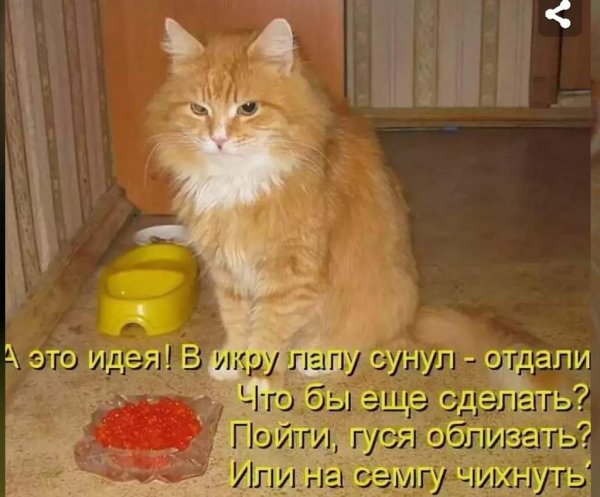 Смешные кот с написеми