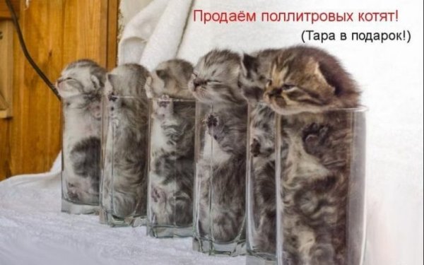 Прикольные котята с надписями