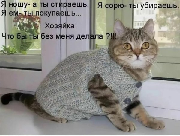 Смешные коты с надписями