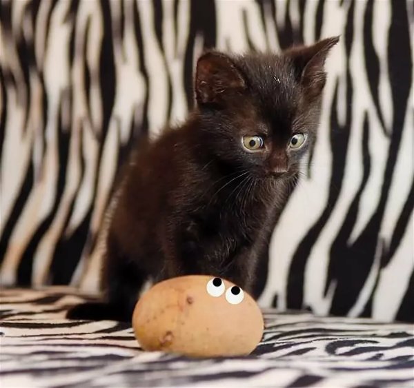 Прикольные коты с надписями