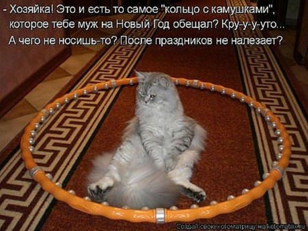 Смешные коты с надписями