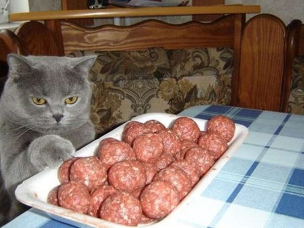 Смешные коты с надписями