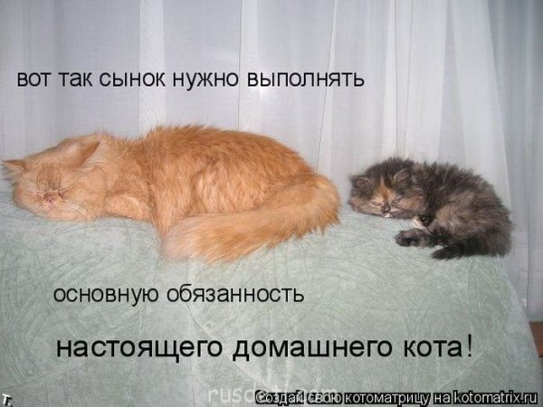 Юмор про котов с надписями