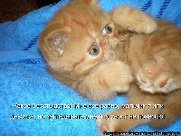 Котята с надписями