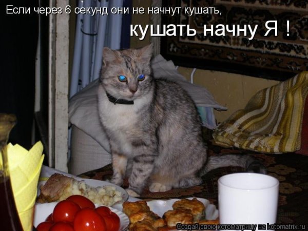 Смешные кошки с надписями