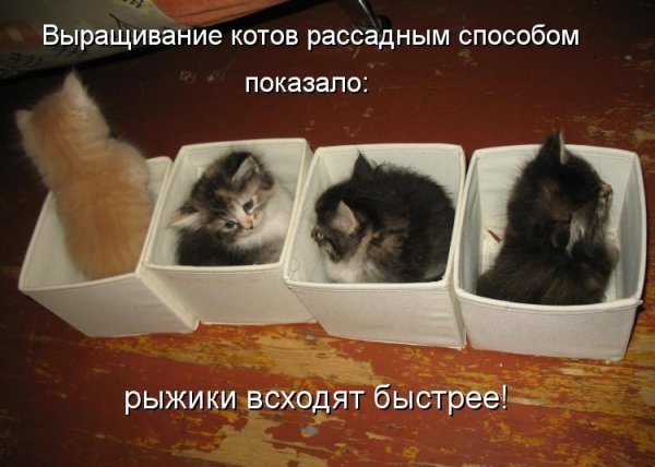 Смешные котята с надписями
