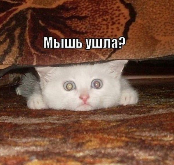 Смешные кошки с надписями