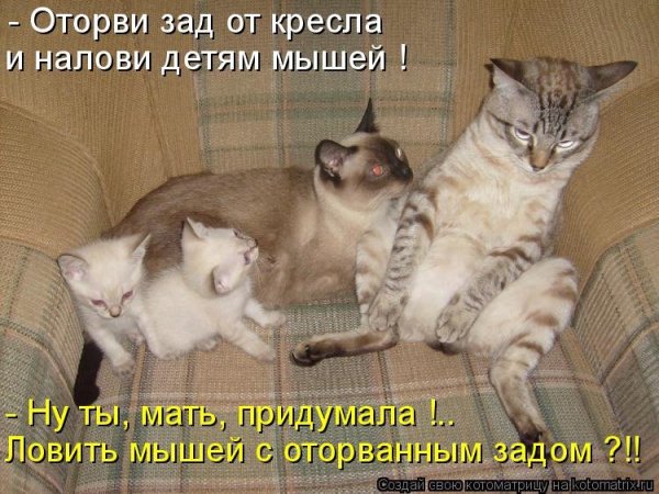 Смешные коты с надписями