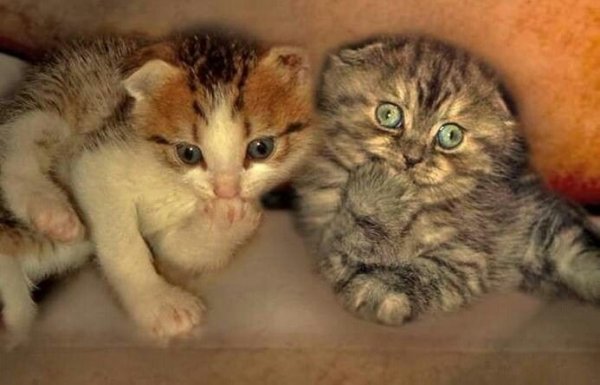 Котята приколы с надписями