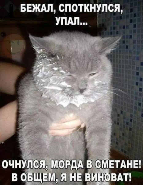 Прикольные коты с надписями