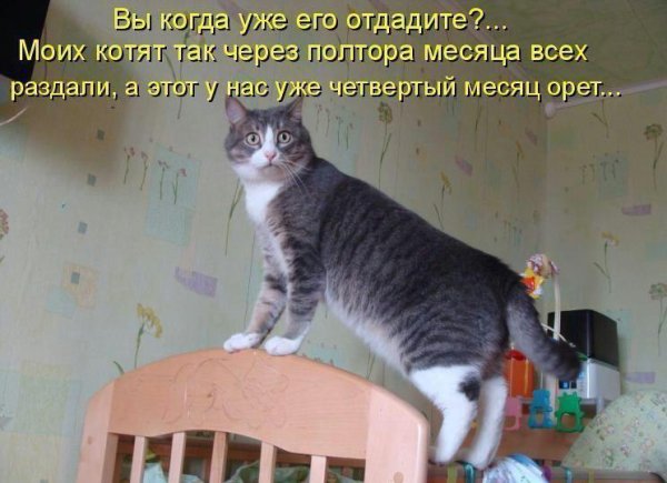 Смешные коты с подписями